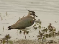 Kievit [Vanellus vanellus]